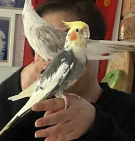 Lost Cockatiel