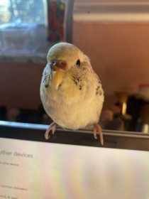 Lost Budgerigar