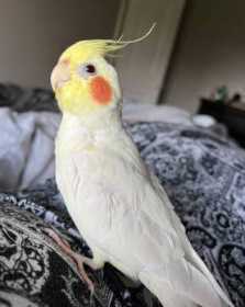 Lost Cockatiel