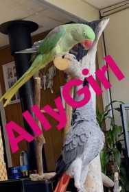 Lost Alexandrine