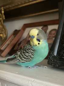 Lost Budgerigar