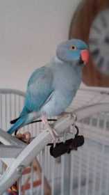 Lost Indian Ringneck Parakeet