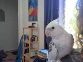 Lost Cockatiel