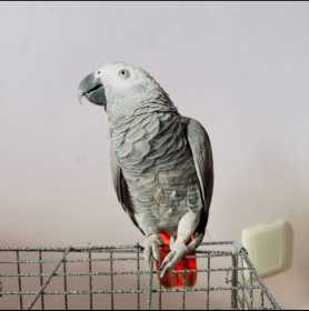 Lost African Grey