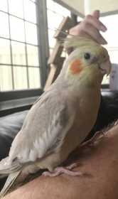 Lost Cockatiel