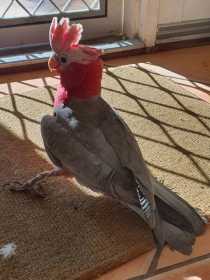 Lost Galah Cockatoo