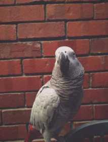 Lost African Grey