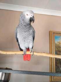 Lost African Grey