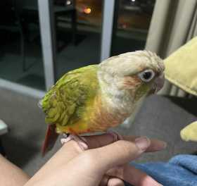 Lost Conure