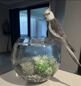 Lost Cockatiel