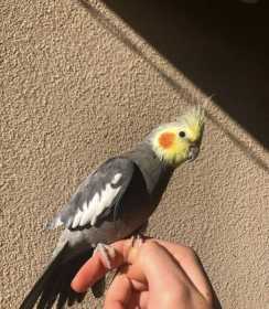 Lost Cockatiel