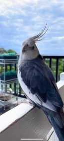 Lost Cockatiel