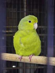 Lost Parrotlet