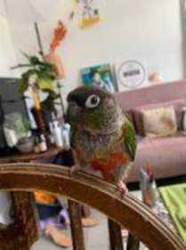 Lost Conure