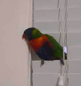 Lost Lory / Lorikeet