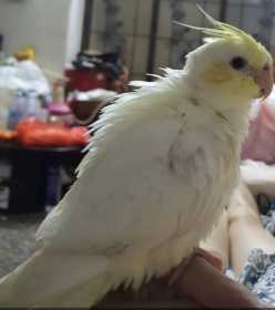 Lost Cockatiel