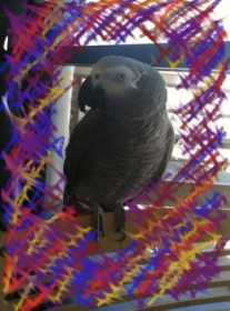 Lost African Grey