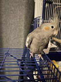 Lost Cockatiel