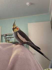 Lost Cockatiel