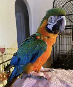 Lost Macaw