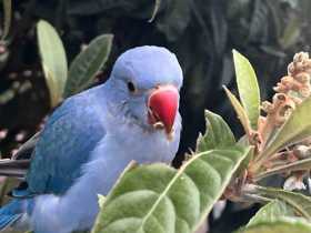 Lost Indian Ringneck Parakeet