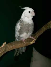 Lost Cockatiel