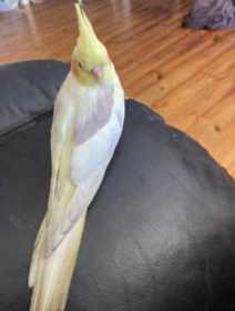 Lost Cockatiel