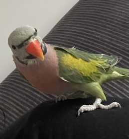 Lost Mustached / Moustached Parakeet