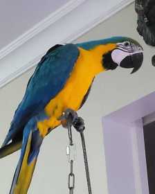 Lost Macaw