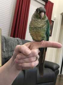 Lost Conure