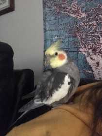 Lost Cockatiel