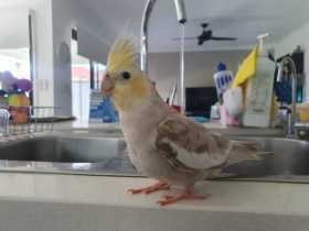 Lost Cockatiel