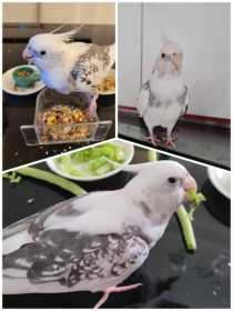 Lost Cockatiel