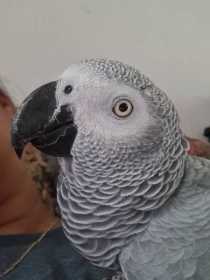 Lost African Grey