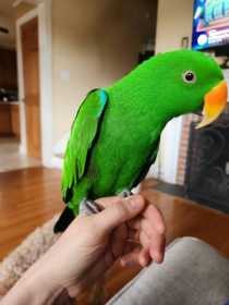 Lost Eclectus