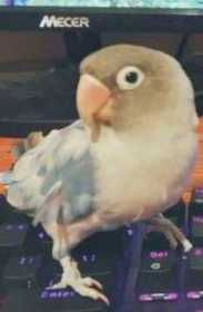 Lost Lovebird