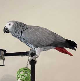 Lost African Grey