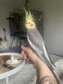 Lost Cockatiel