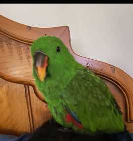 Lost Eclectus