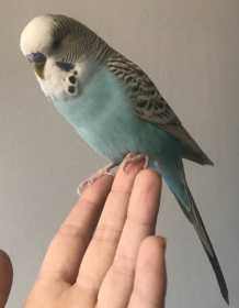 Lost Budgerigar