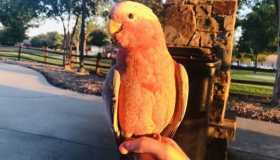 Lost Galah Cockatoo