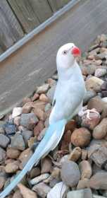 Lost Indian Ringneck Parakeet