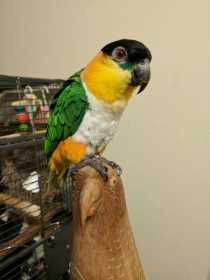 Lost Caique