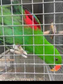 Lost Eclectus