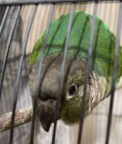 Lost Conure