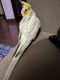 Lost Cockatiel