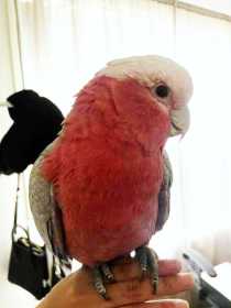 Lost Galah Cockatoo