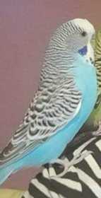 Lost Budgerigar