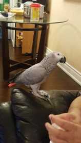 Lost African Grey