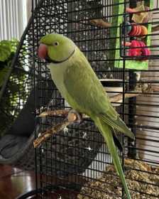 Lost Indian Ringneck Parakeet